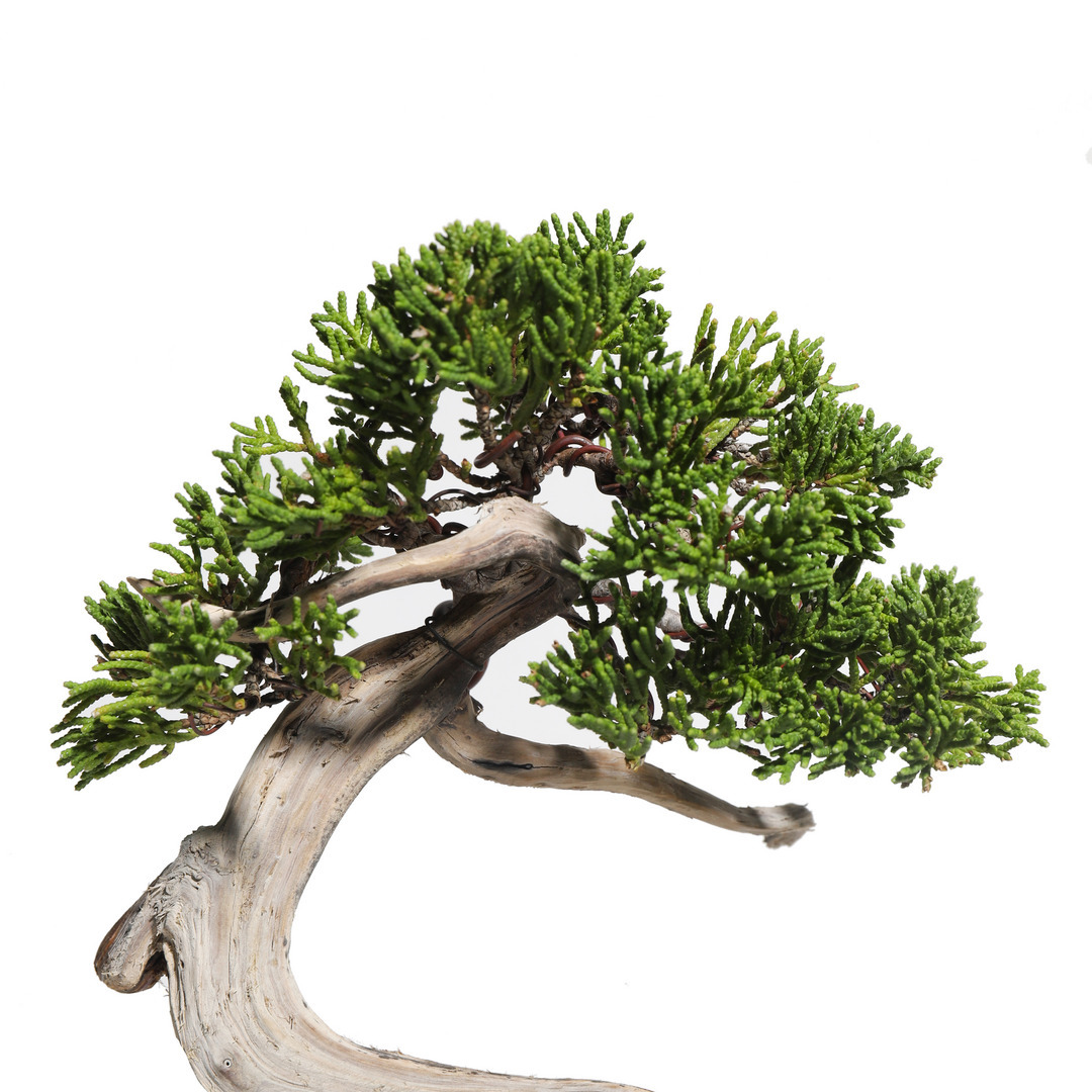 真柏盆栽❗️板舎利です！古木！しなやかな動き❗️五葉松黒松 真柏 -Japanese Juniper- （推定樹齢35年）-M0004-｜TRADMAN'S BONSAI